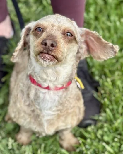 An adult small-sized female Poodle dog named Rose for adoption in Malvern, PA