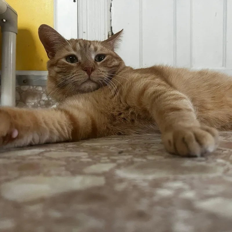 An adult medium-sized male Tabby (Orange / Red) Tabby cat named Biscuit for adoption in Albany, NY