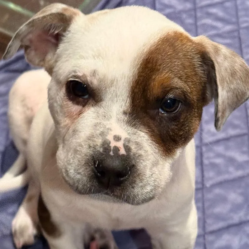 A baby small-sized female White / Cream Mixed Breed dog named Load for adoption in Buffalo, MN