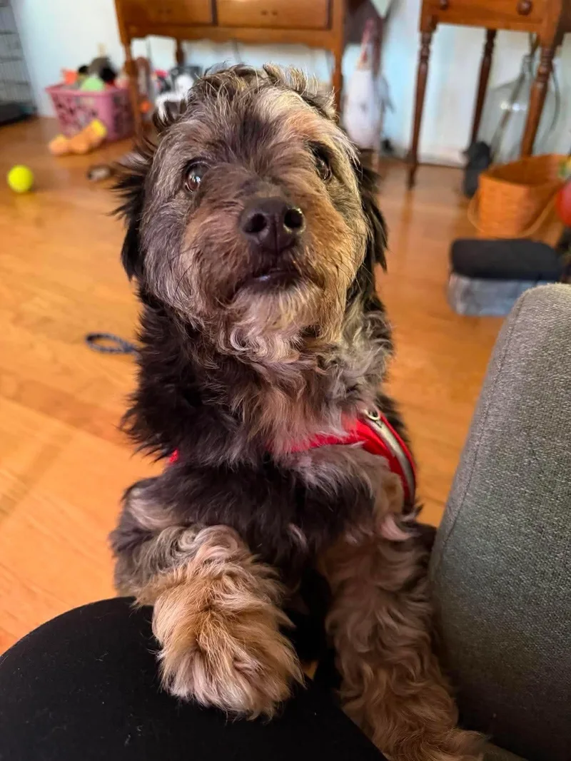 An adult small-sized male Bicolor Mixed Breed dog named Hendrix for adoption in Monona, WI