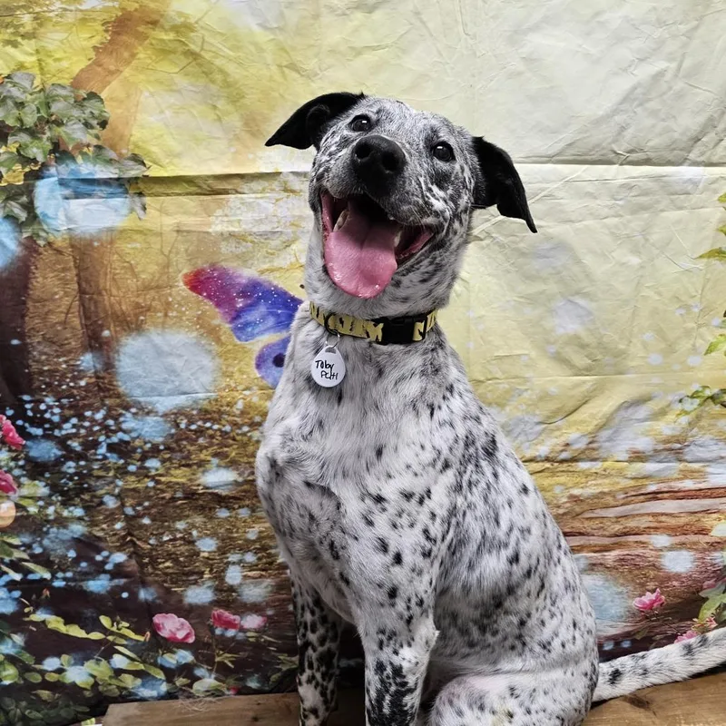 An adult medium-sized male White / Cream Border Collie dog named Toby for adoption in Normal, IL