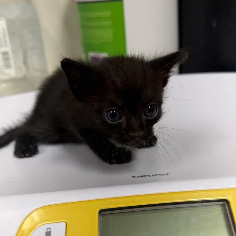 A baby small-sized male Black Domestic Medium Hair cat named Skullcrusher for adoption in Bryan, TX