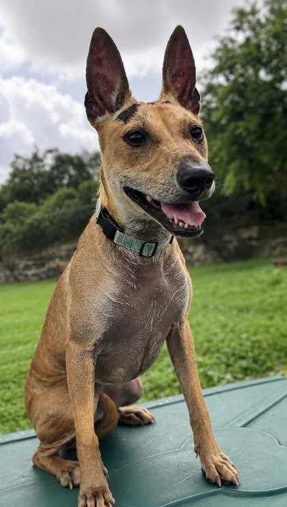 An adult small-sized female Shepherd dog named Flute for adoption in San Antonio, TX