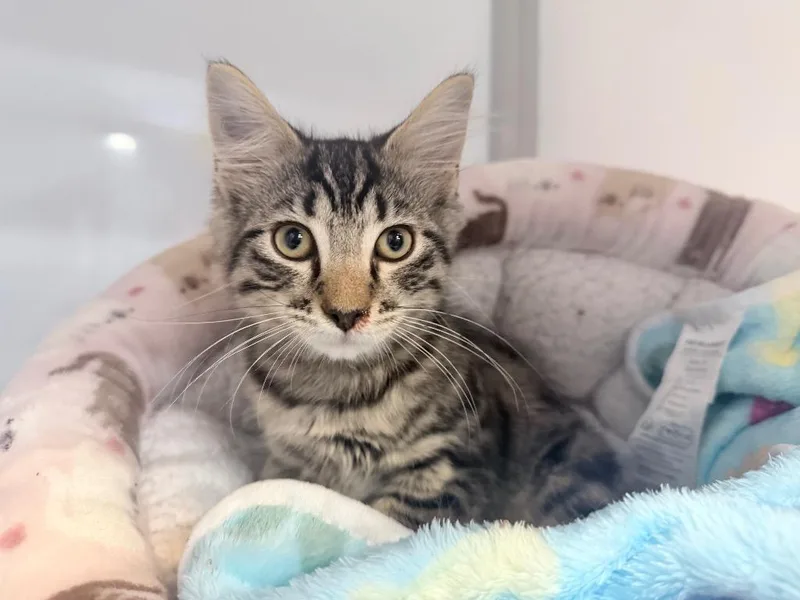 A baby medium-sized male Domestic Medium Hair cat named Splinter for adoption in Raleigh, NC