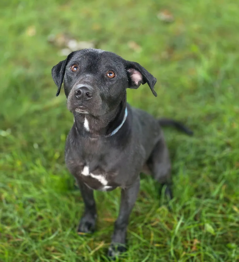 A young medium-sized female Black Labrador Retriever dog named Mimi for adoption in Shelby, MI