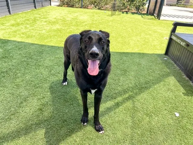 An adult large-sized female German Shepherd Dog dog named Nala for adoption in Tustin, CA