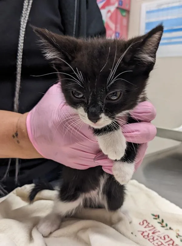 A baby small-sized male Domestic Short Hair cat named Rhysand for adoption in El Cajon, CA