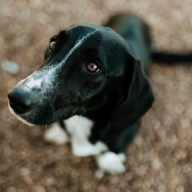 A baby medium-sized male Black Dachshund dog named Oscar for adoption in Duncan, OK