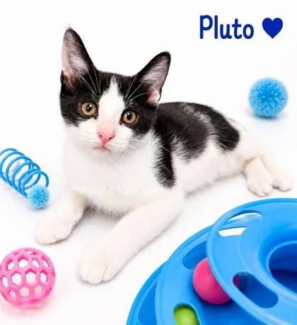 A baby small-sized male Domestic Short Hair cat named Pluto for adoption in Cumming, GA
