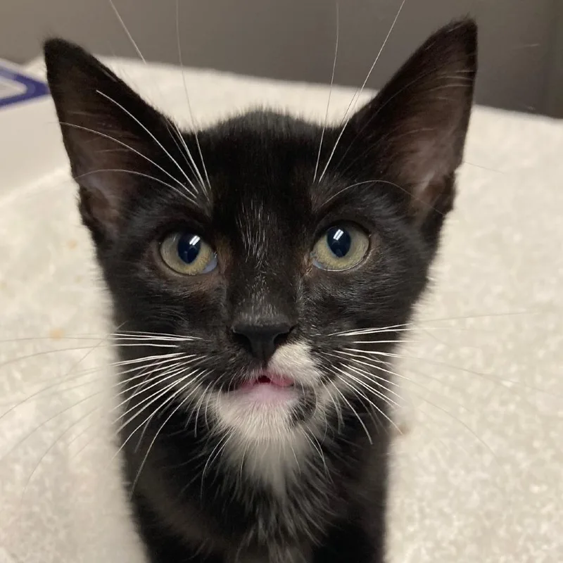A baby small-sized female Black Domestic Short Hair cat named Speak Now for adoption in Chicago, IL