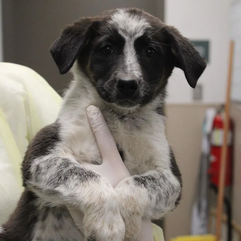 A baby small-sized female Black Australian Cattle Dog / Blue Heeler dog named Red Velvet Cake for adoption in Hattiesburg, MS