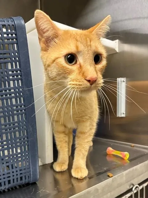 A young medium-sized male Domestic Short Hair cat named Matty for adoption in Brighton, CO