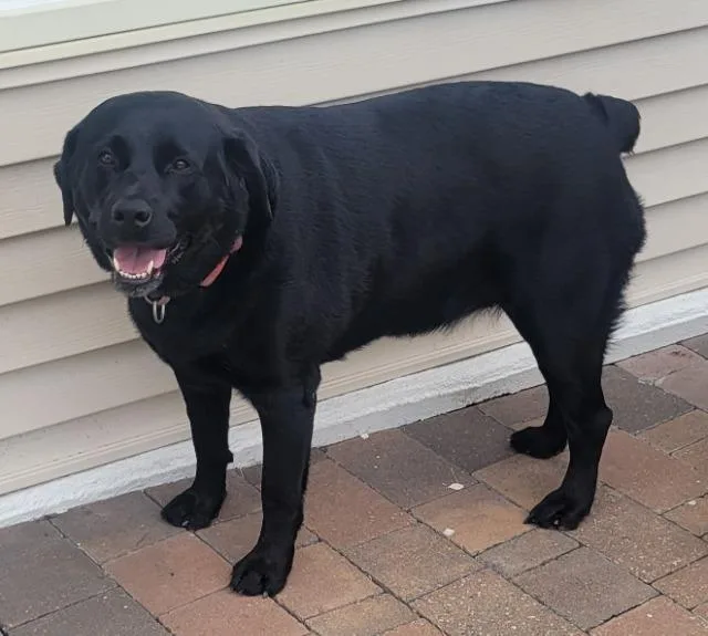 Rosie