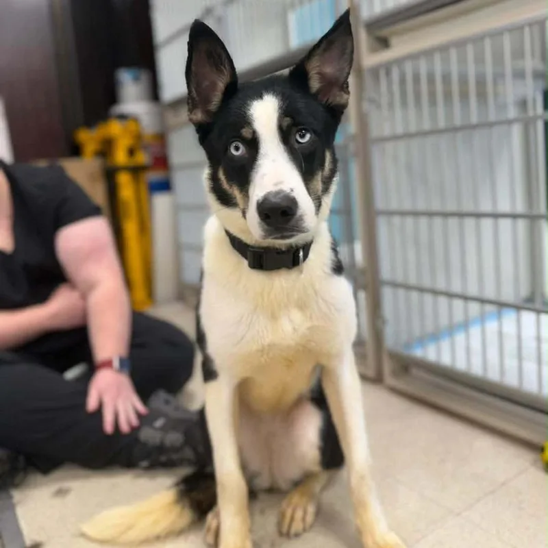 A young medium-sized female White / Cream Border Collie dog named Mika for adoption in Alexandria, VA