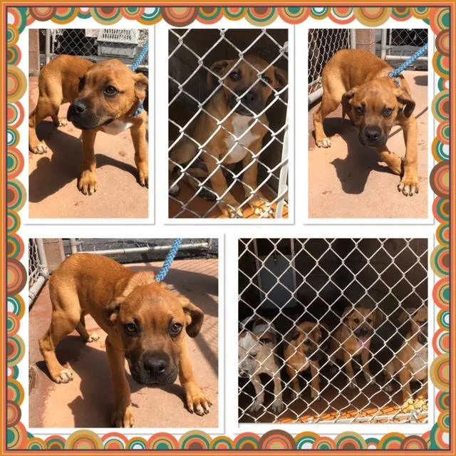 A baby medium-sized male Yellow / Tan / Blond / Fawn Boxer dog named Bruiser for adoption in Buckhannon, WV
