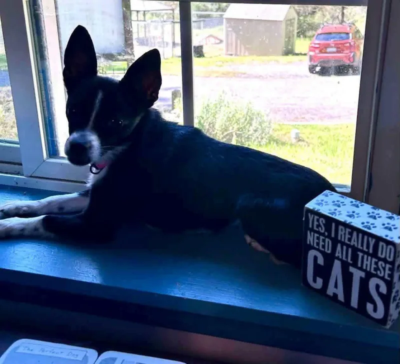 An adult small-sized female Black Chihuahua dog named Snaggy for adoption in Salem, WV