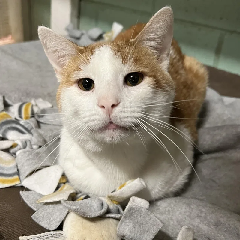 A young medium-sized male Tabby (Orange / Red) Domestic Short Hair cat named Jayce for adoption in Spencer, IA