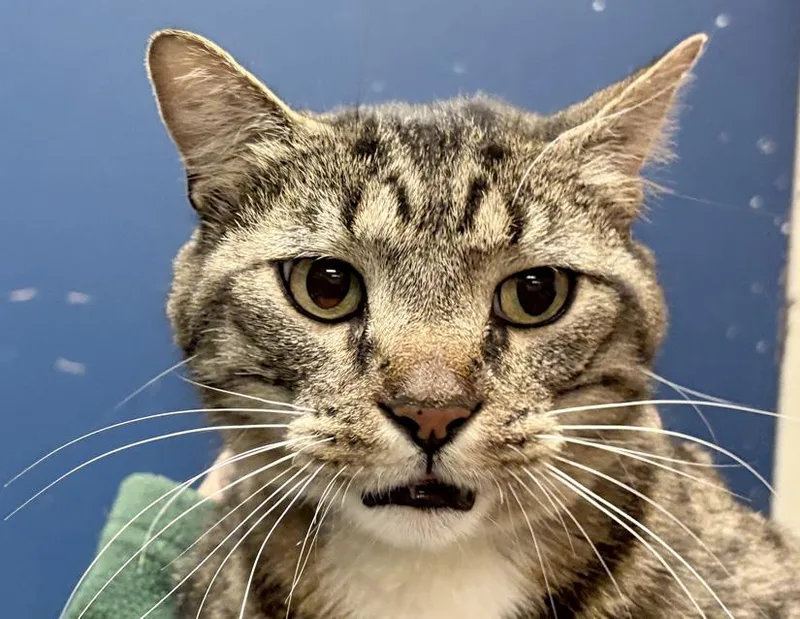 An adult large-sized male Tabby (Brown / Chocolate) Domestic Short Hair cat named Elvis Purrsley for adoption in Columbus, IN