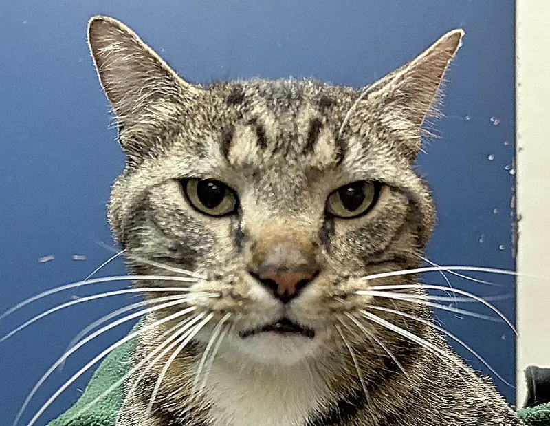 Elvis Purrsley thumbnail 2