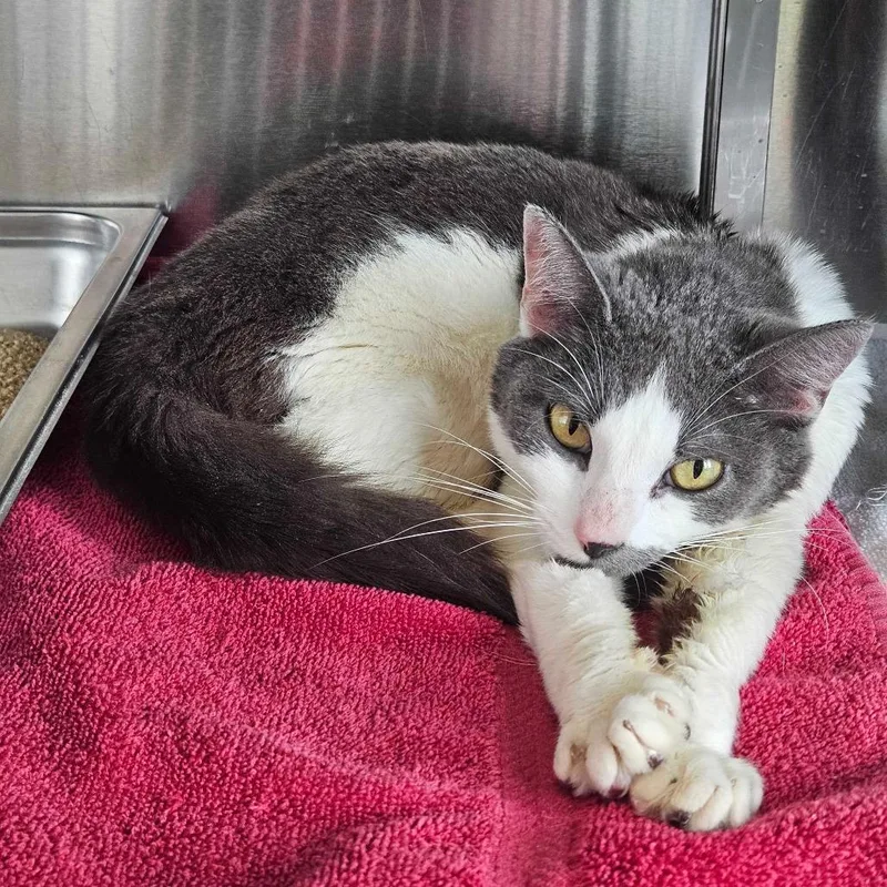 A senior medium-sized female Gray / Blue / Silver Domestic Short Hair cat named Terri for adoption in Dover, NH
