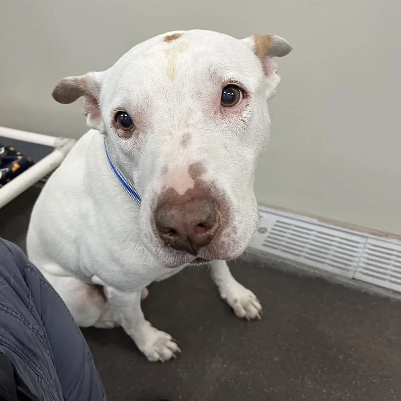 A senior large-sized male White / Cream Pit Bull Terrier dog named Chico Vt for adoption in Las Vegas, NV