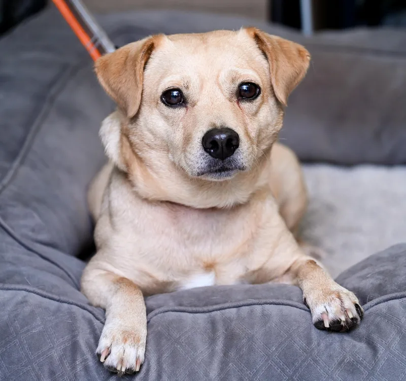 An adult small-sized male Golden Terrier dog named Meatloaf for adoption in Chattanooga, TN