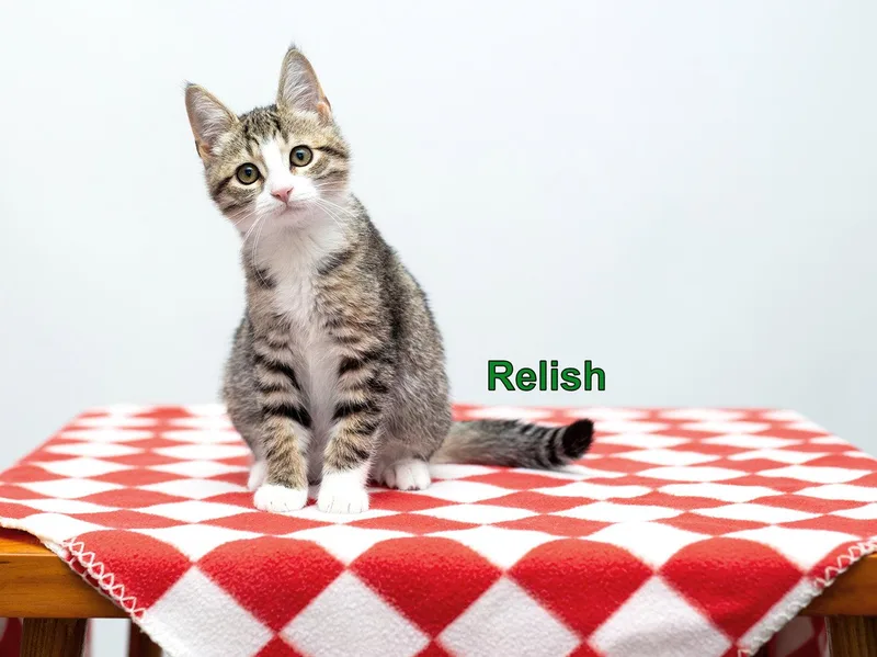 A baby medium-sized female Domestic Short Hair cat named Relish for adoption in Rochester, NY