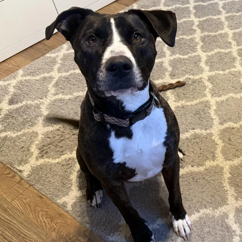 An adult medium-sized male Black Border Collie dog named Clay for adoption in Bend, OR
