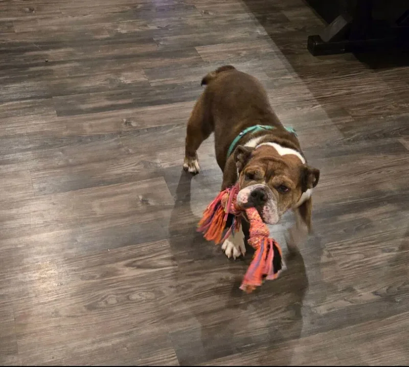 Trudy Too Sweet thumbnail 2