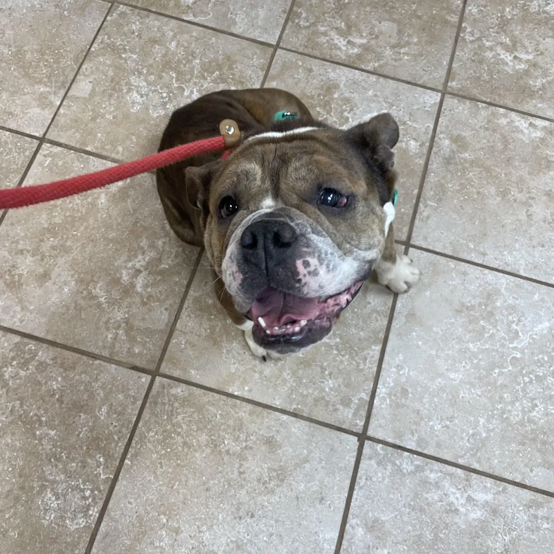 Trudy Too Sweet thumbnail 3