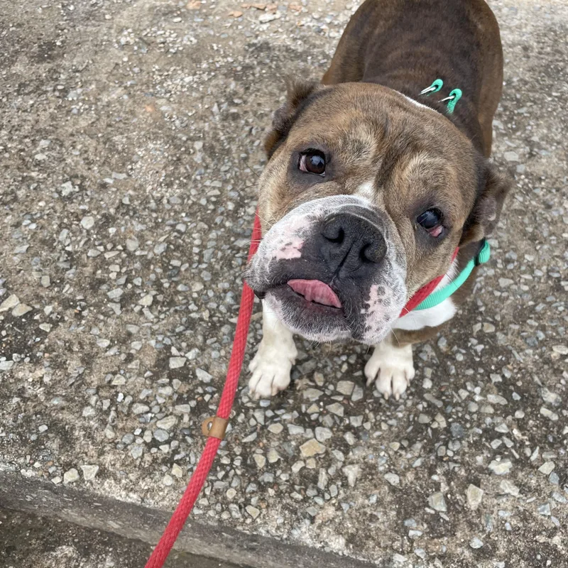 Trudy Too Sweet thumbnail 5