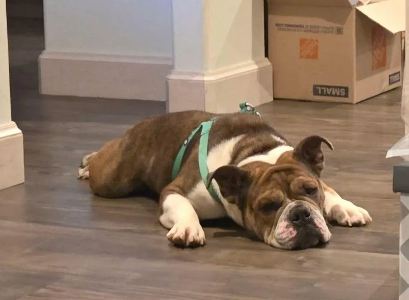 Trudy Too Sweet thumbnail 6