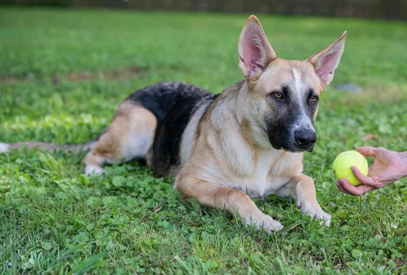 A baby large-sized female German Shepherd Dog dog named Leia for adoption in Princeton, MA
