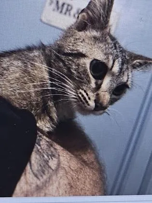 A young small-sized female Domestic Short Hair cat named Cinnamon Roll for adoption in Cincinnati, OH