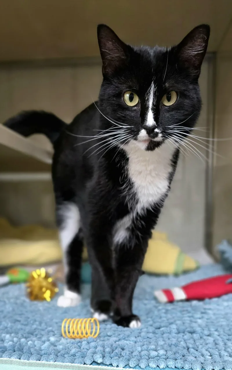 An adult medium-sized female Black & White / Tuxedo Domestic Short Hair cat named Jasmine for adoption in New Castle, PA