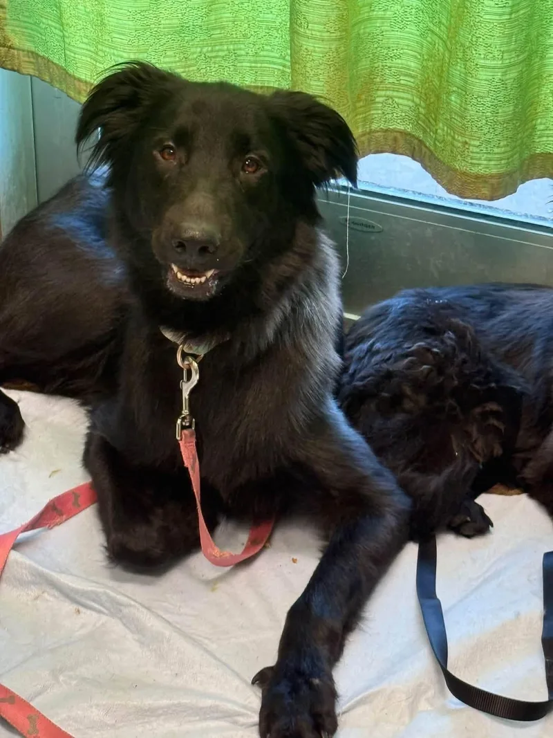 A young medium-sized female Black German Shepherd Dog dog named Mama Bear for adoption in Williston, VT