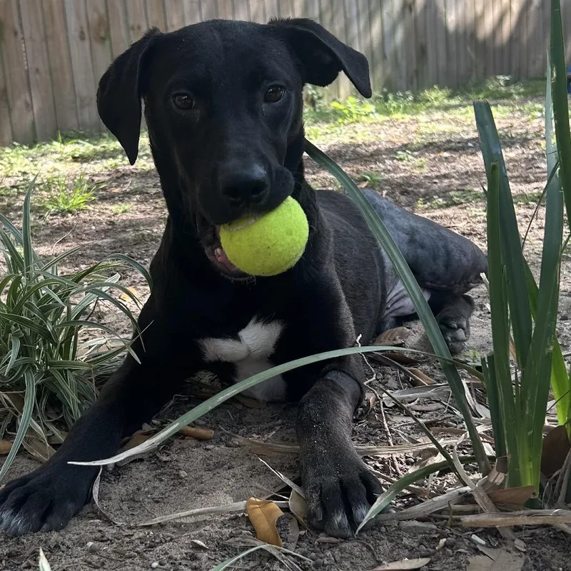 A young medium-sized male Black Mixed Breed dog named Frank for adoption in Pensacola, FL