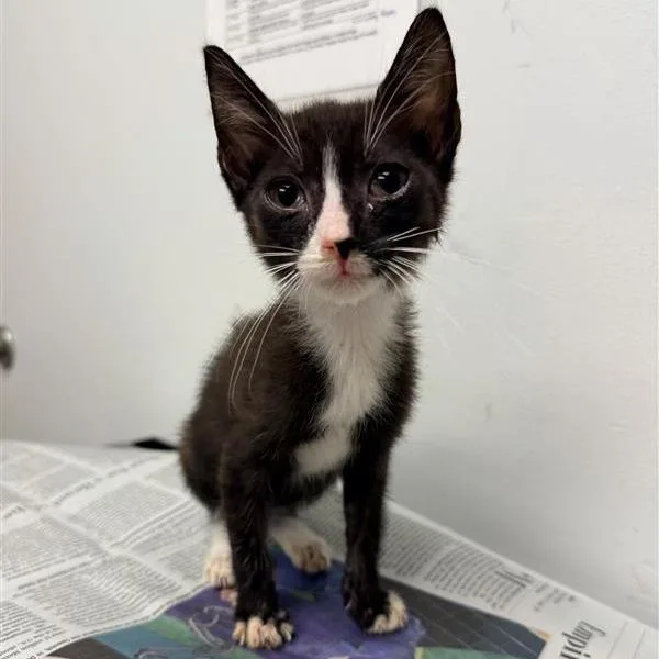 A baby small-sized male Black Domestic Short Hair cat named Carter for adoption in Jacksonville, FL