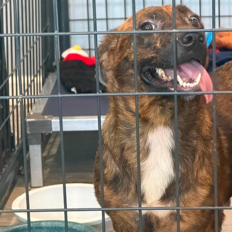 An adult medium-sized female Black Mixed Breed dog named Carrington for adoption in Jackson, MO