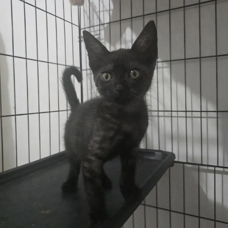 A baby small-sized male Black Domestic Short Hair cat named Onyx for adoption in Naranjito, PR