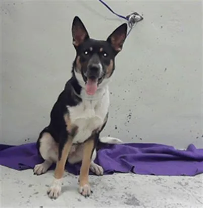 A young medium-sized female Australian Cattle Dog / Blue Heeler dog named A for adoption in Houston, TX