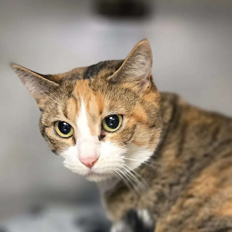 An adult large-sized female Calico Domestic Short Hair cat named Mango for adoption in San Jacinto, CA