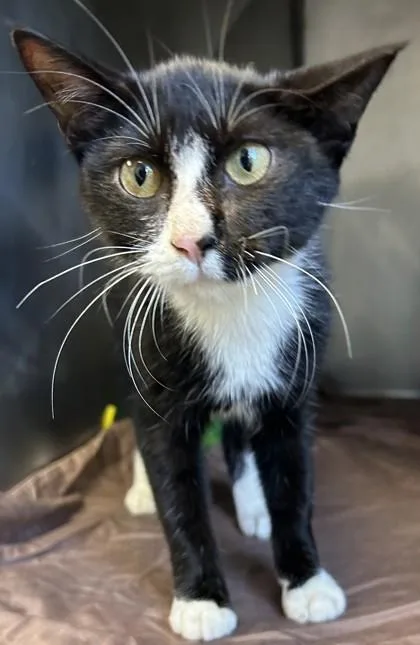 A baby small-sized female Domestic Short Hair cat named Pastrami for adoption in Fairhope, AL