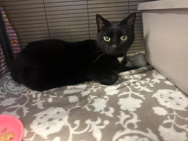 A young small-sized female Domestic Short Hair cat named Shadow for adoption in Blountville, TN