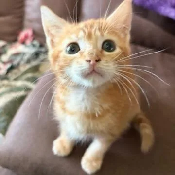 Butterscotch