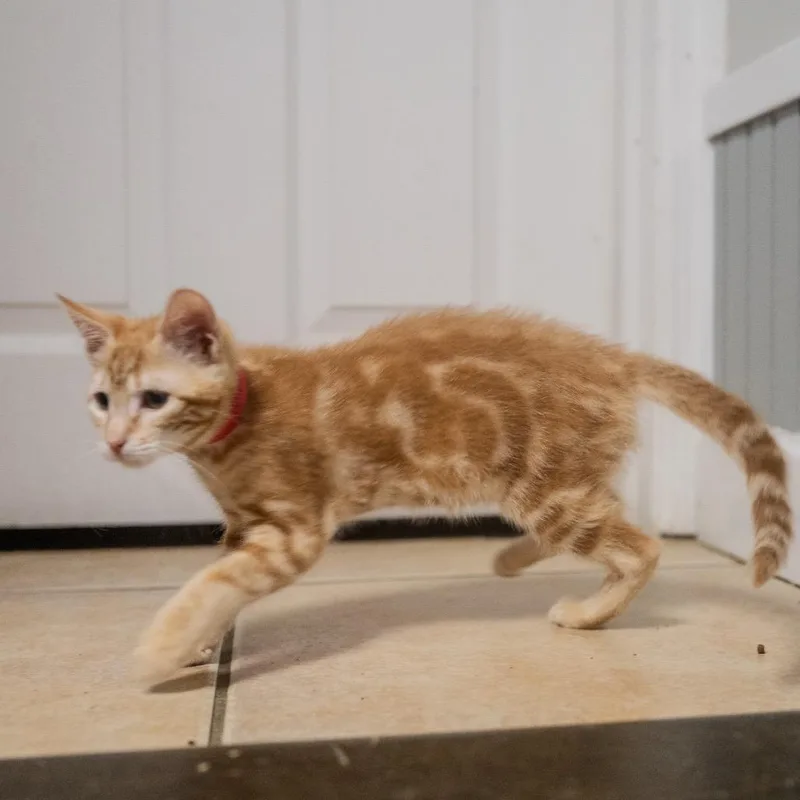 Butterscotch thumbnail 2