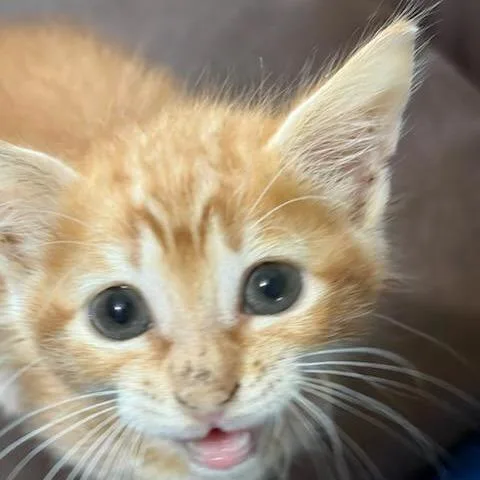 Butterscotch thumbnail 3