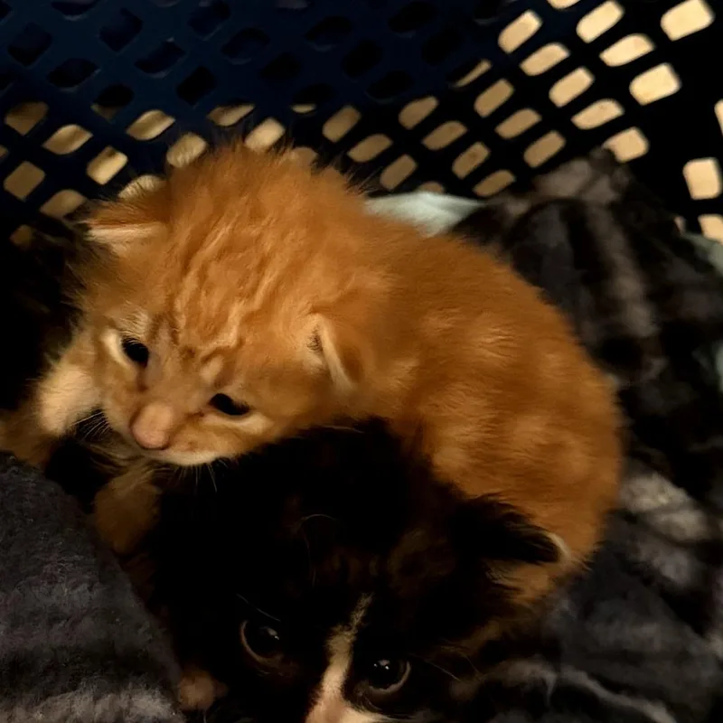 Butterscotch thumbnail 5