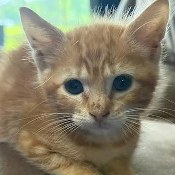 Butterscotch thumbnail 6