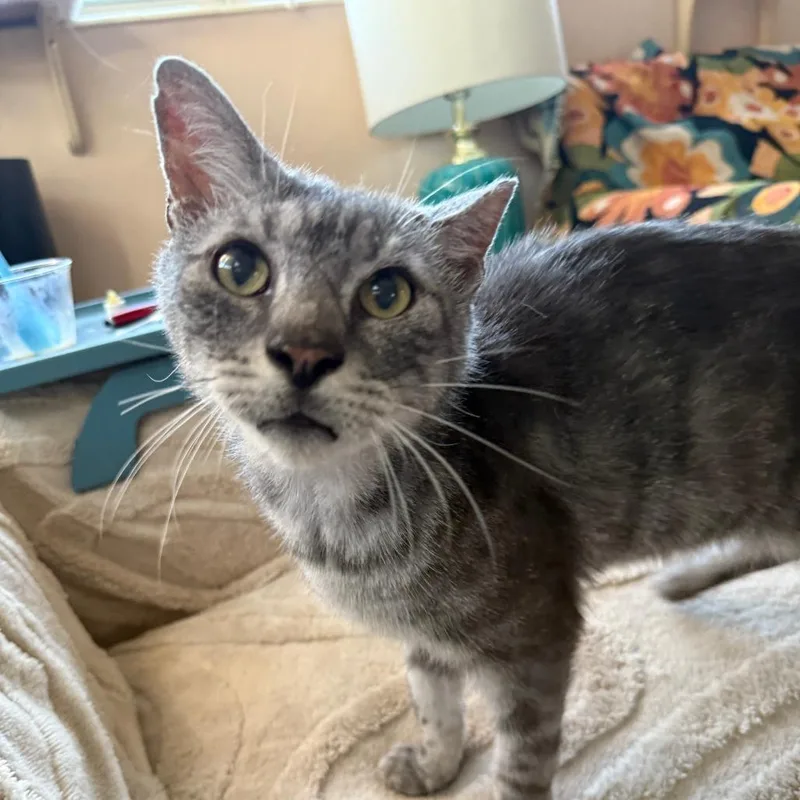 An adult medium-sized male Tabby (Gray / Blue / Silver) Domestic Short Hair cat named Melvin for adoption in Hollywood, FL